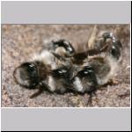 Andrena vaga - Weiden-Sandbiene 21.jpg